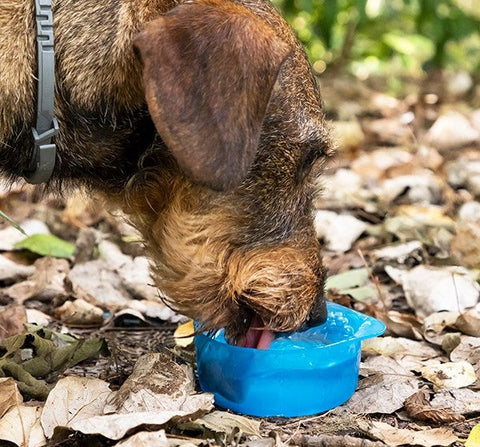 2-IN-1 Pet Bottle